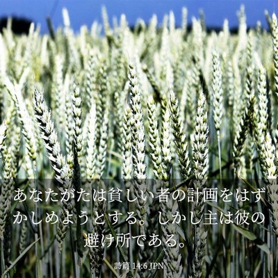 Picture 03 - 詩篇 14:6 JPN - あなたがたは貧しい者の計画をはず - Bible Verse Picture