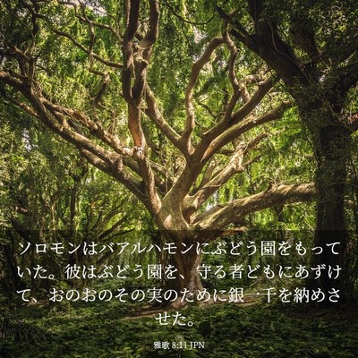 Picture 03 - 雅歌 8:11 JPN - ソロモンはバアルハモンにぶどう園 - Bible Verse Picture