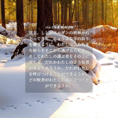 Picture 04 - エレミヤ書 50:44 JPN - 見よ、ししがヨルダンの密林から上 - Bible Verse Picture