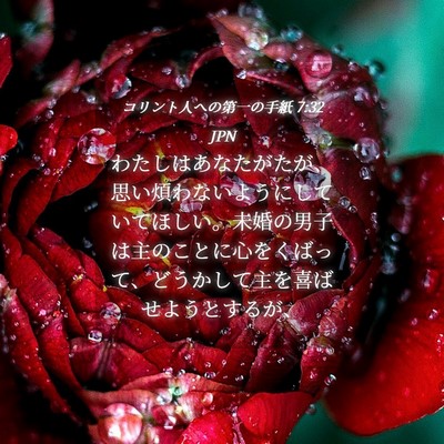 Picture 04 - コリント人への第一の手紙 7:32 JPN - わたしはあなたがたが、思い煩わな - Bible Verse Picture