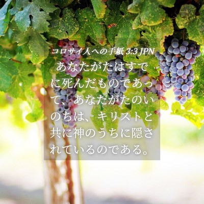 Picture 04 - コロサイ人への手紙 3:3 JPN - あなたがたはすでに死んだものであ - Bible Verse Picture