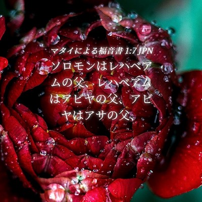 Picture 04 - マタイによる福音書 1:7 JPN - ソロモンはレハベアムの父、レハベ - Bible Verse Picture