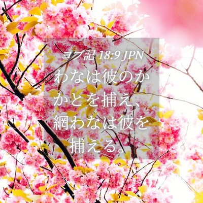 Picture 04 - ヨブ記 18:9 JPN - わなは彼のかかとを捕え、網わなは - Bible Verse Picture