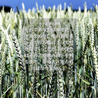 Picture 04 - ルツ記 3:3 JPN - それであなたは身を洗って油をぬり - Bible Verse Picture