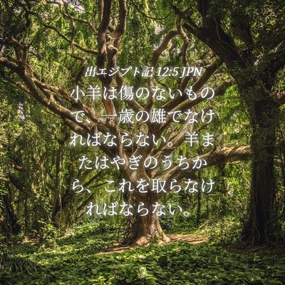 Picture 04 - 出エジプト記 12:5 JPN - 小羊は傷のないもので、一歳の雄で - Bible Verse Picture