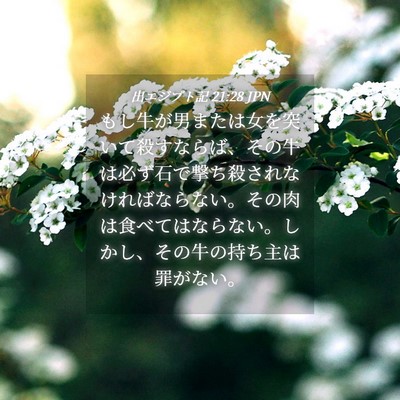 Picture 04 - 出エジプト記 21:28 JPN - もし牛が男または女を突いて殺すな - Bible Verse Picture