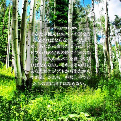 Picture 04 - 出エジプト記 23:15 JPN - あなたは種入れぬパンの祭を守らな - Bible Verse Picture