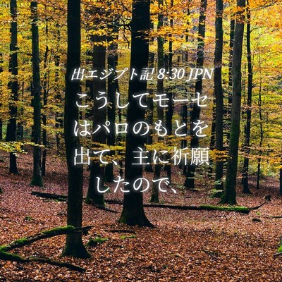 Picture 04 - 出エジプト記 8:30 JPN - こうしてモーセはパロのもとを出て - Bible Verse Picture