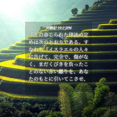 Picture 04 - 民数記 19:2 JPN - 「主の命じられた律法の定めは次の - Bible Verse Picture