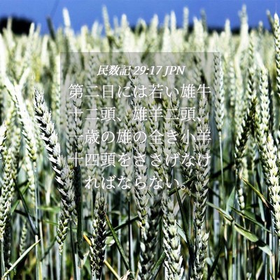 Picture 04 - 民数記 29:17 JPN - 第二日には若い雄牛十二頭、雄羊二 - Bible Verse Picture