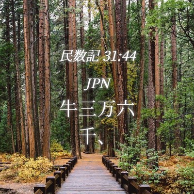 Picture 04 - 民数記 31:44 JPN - 牛三万六千、 - Bible Verse Picture