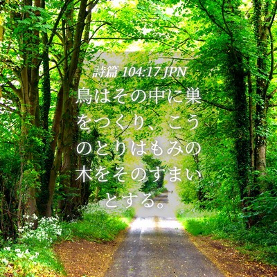 Picture 04 - 詩篇 104:17 JPN - 鳥はその中に巣をつくり、こうのと - Bible Verse Picture