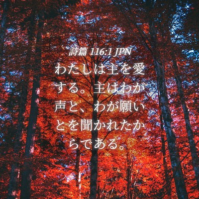 Picture 04 - 詩篇 116:1 JPN - わたしは主を愛する。主はわが声と - Bible Verse Picture