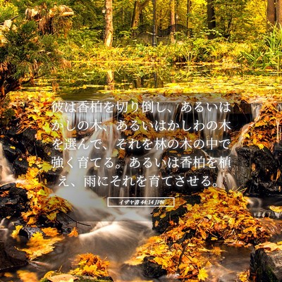 Picture 05 - イザヤ書 44:14 JPN - 彼は香柏を切り倒し、あるいはかし - Bible Verse Picture