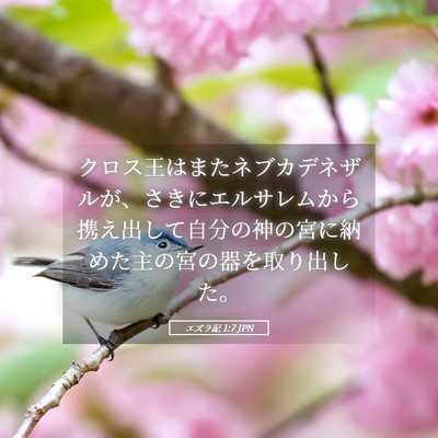 Picture 05 - エズラ記 1:7 JPN - クロス王はまたネブカデネザルが、 - Bible Verse Picture