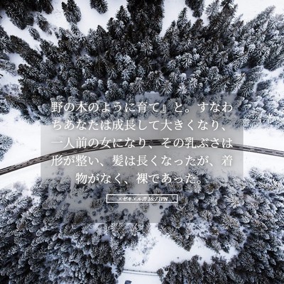 Picture 05 - エゼキエル書 16:7 JPN - 野の木のように育て』と。すなわち - Bible Verse Picture