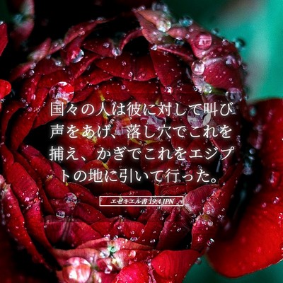 Picture 05 - エゼキエル書 19:4 JPN - 国々の人は彼に対して叫び声をあげ - Bible Verse Picture