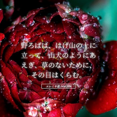 Picture 05 - エレミヤ書 14:6 JPN - 野ろばは、はげ山の上に立って、山 - Bible Verse Picture