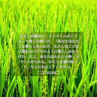 Picture 05 - エレミヤ書 31:18 JPN - わたしは確かに、エフライムがこう - Bible Verse Picture