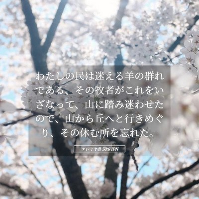Picture 05 - エレミヤ書 50:6 JPN - わたしの民は迷える羊の群れである - Bible Verse Picture