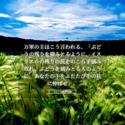 Picture 05 - エレミヤ書 6:9 JPN - 万軍の主はこう言われる、「ぶどう - Bible Verse Picture