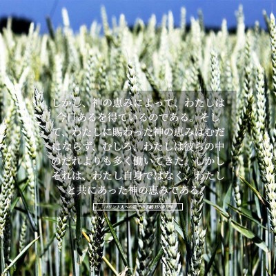 Picture 05 - コリント人への第一の手紙 15:10 JPN - しかし、神の恵みによって、わたし - Bible Verse Picture