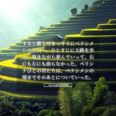 Picture 05 - サムエル記上 6:12 JPN - すると雌牛はまっすぐにベテシメシ - Bible Verse Picture
