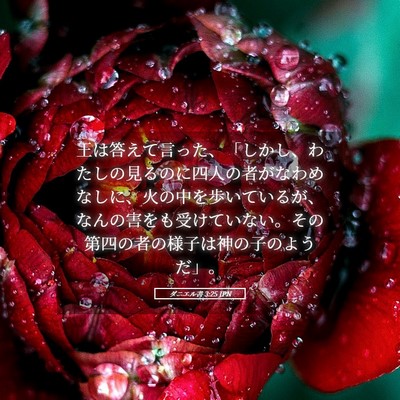 Picture 05 - ダニエル書 3:25 JPN - 王は答えて言った、「しかし、わた - Bible Verse Picture