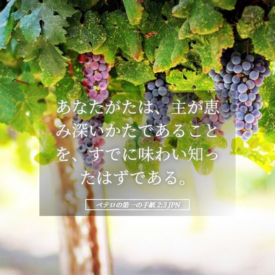 Picture 05 - ペテロの第一の手紙 2:3 JPN - あなたがたは、主が恵み深いかたで - Bible Verse Picture