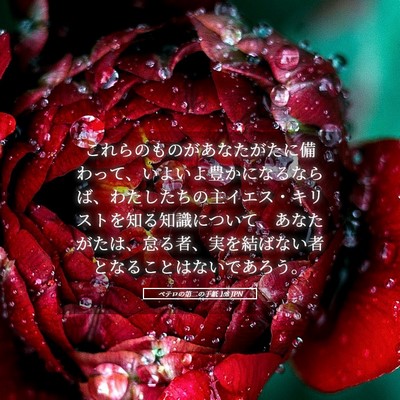 Picture 05 - ペテロの第二の手紙 1:8 JPN - これらのものがあなたがたに備わっ - Bible Verse Picture