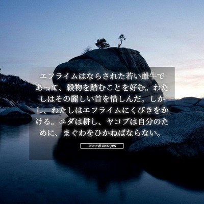 Picture 05 - ホセア書 10:11 JPN - エフライムはならされた若い雌牛で - Bible Verse Picture