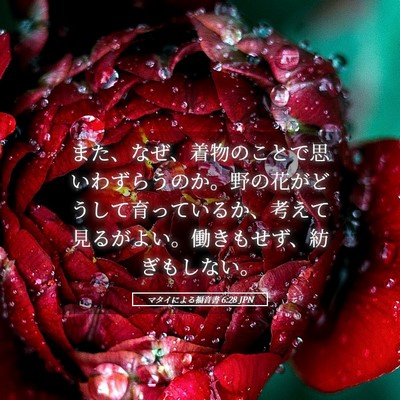 Picture 05 - マタイによる福音書 6:28 JPN - また、なぜ、着物のことで思いわず - Bible Verse Picture