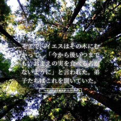 Picture 05 - マルコによる福音書 11:14 JPN - そこで、イエスはその木にむかって - Bible Verse Picture