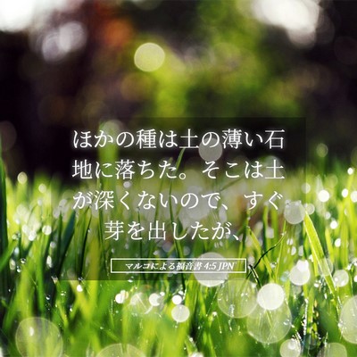 Picture 05 - マルコによる福音書 4:5 JPN - ほかの種は土の薄い石地に落ちた。 - Bible Verse Picture