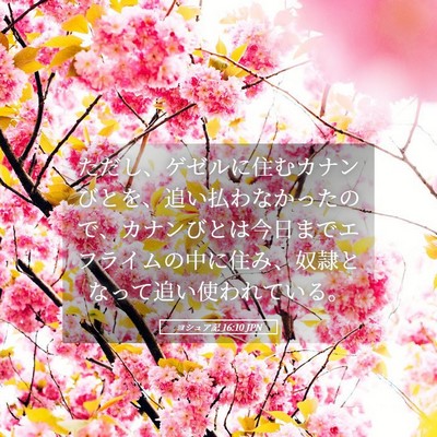 Picture 05 - ヨシュア記 16:10 JPN - ただし、ゲゼルに住むカナンびとを - Bible Verse Picture