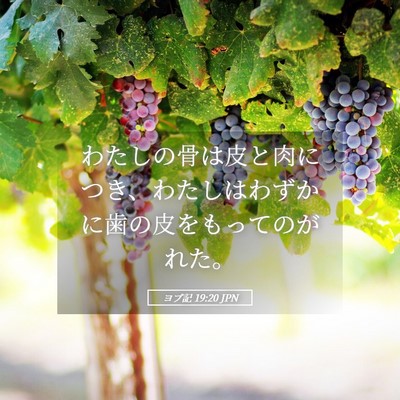 Picture 05 - ヨブ記 19:20 JPN - わたしの骨は皮と肉につき、わたし - Bible Verse Picture
