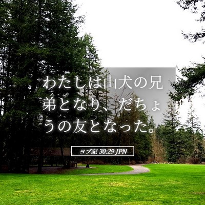Picture 05 - ヨブ記 30:29 JPN - わたしは山犬の兄弟となり、だちょ - Bible Verse Picture