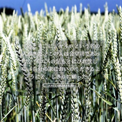 Picture 05 - ルカによる福音書 8:41 JPN - するとそこに、ヤイロという名の人 - Bible Verse Picture