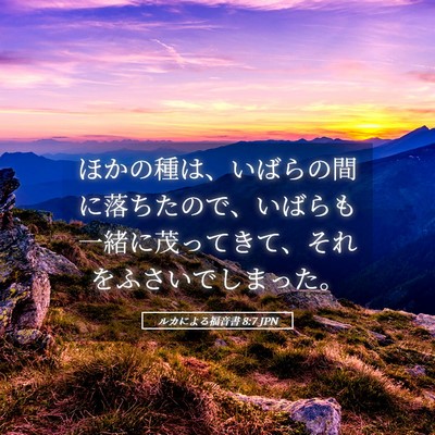 Picture 05 - ルカによる福音書 8:7 JPN - ほかの種は、いばらの間に落ちたの - Bible Verse Picture