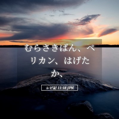 Picture 05 - レビ記 11:18 JPN - むらさきばん、ペリカン、はげたか - Bible Verse Picture