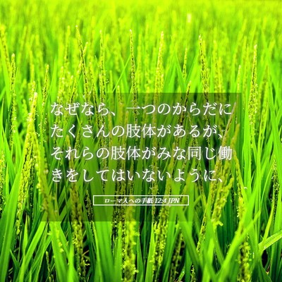 Picture 05 - ローマ人への手紙 12:4 JPN - なぜなら、一つのからだにたくさん - Bible Verse Picture