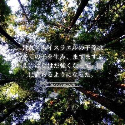 Picture 05 - 出エジプト記 1:7 JPN - けれどもイスラエルの子孫は多くの - Bible Verse Picture