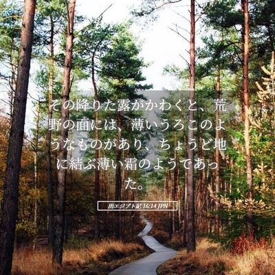 Picture 05 - 出エジプト記 16:14 JPN - その降りた露がかわくと、荒野の面 - Bible Verse Picture