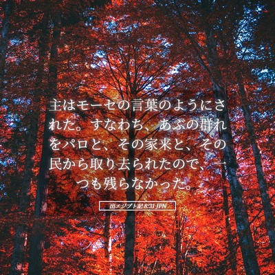 Picture 05 - 出エジプト記 8:31 JPN - 主はモーセの言葉のようにされた。 - Bible Verse Picture