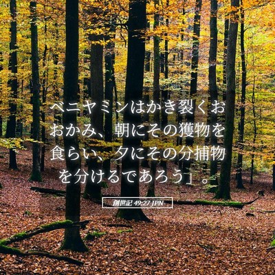 Picture 05 - 創世記 49:27 JPN - ベニヤミンはかき裂くおおかみ、朝 - Bible Verse Picture