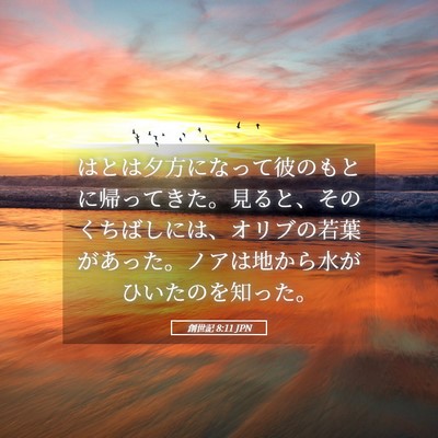 Picture 05 - 創世記 8:11 JPN - はとは夕方になって彼のもとに帰っ - Bible Verse Picture