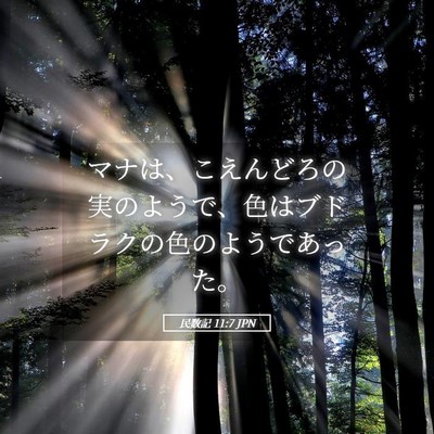 Picture 05 - 民数記 11:7 JPN - マナは、こえんどろの実のようで、 - Bible Verse Picture