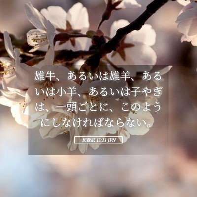Picture 05 - 民数記 15:11 JPN - 雄牛、あるいは雄羊、あるいは小羊 - Bible Verse Picture