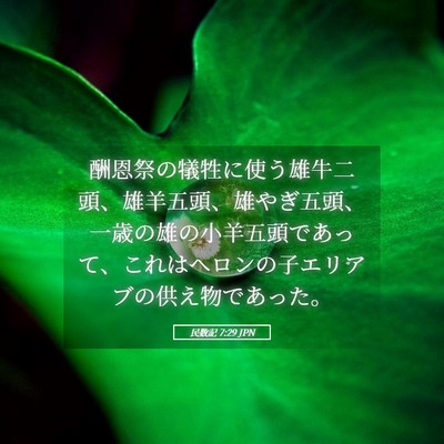 Picture 05 - 民数記 7:29 JPN - 酬恩祭の犠牲に使う雄牛二頭、雄羊 - Bible Verse Picture