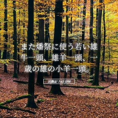 Picture 05 - 民数記 7:63 JPN - また燔祭に使う若い雄牛一頭、雄羊 - Bible Verse Picture